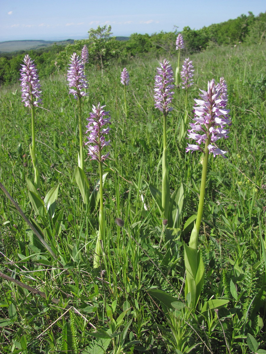 Image of Orchis militaris ssp. stevenii specimen.