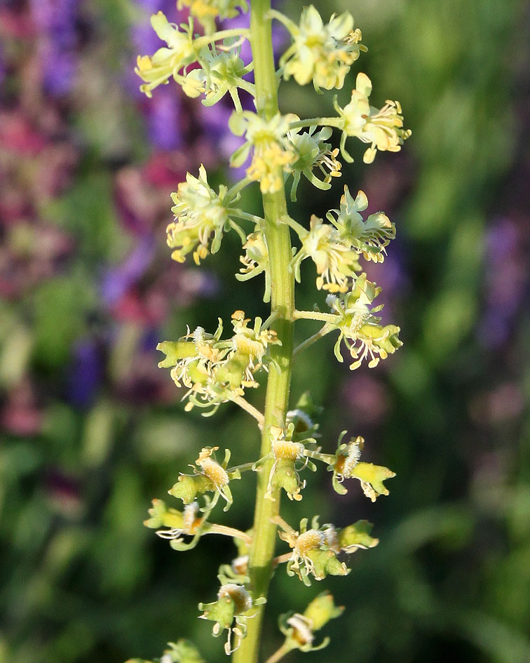 Изображение особи Reseda lutea.