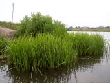 Sparganium erectum. Заросли у берега. Курская обл., г. Железногорск, вдхр. на р. Погарщина. 5 июля 2007 г.