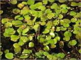Hydrocharis morsus-ranae. Листья на поверхности воды. Чувашия, окр. г. Шумерля, ст. Кумашка, болото возле ж.-д. насыпи. 20 июня 2012 г.