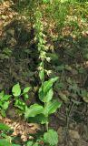 Epipactis helleborine. Цветущее растение. Крым, Байдарская яйла, дубовый лес. 14 июня 2012 г.