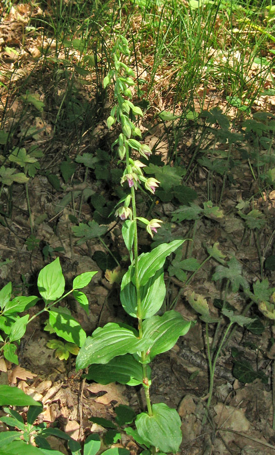 Image of Epipactis helleborine specimen.