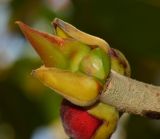 Ficus benghalensis