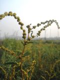 Atriplex tatarica