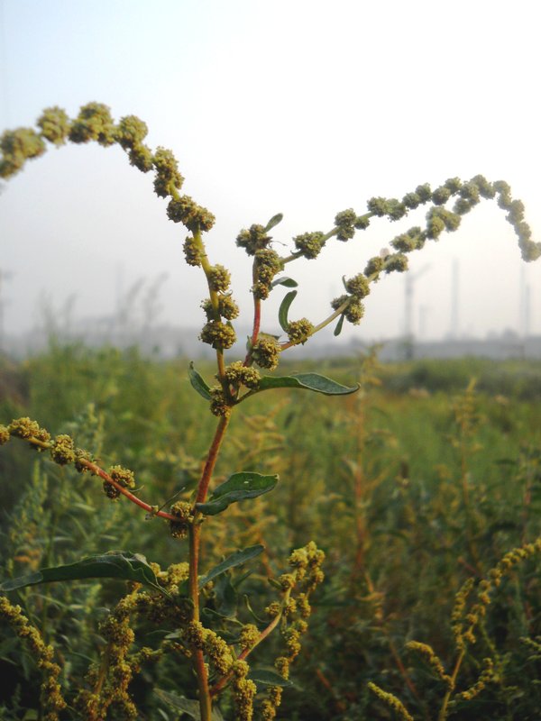 Image of Atriplex tatarica specimen.