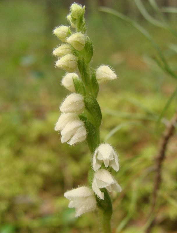 Изображение особи Goodyera repens.