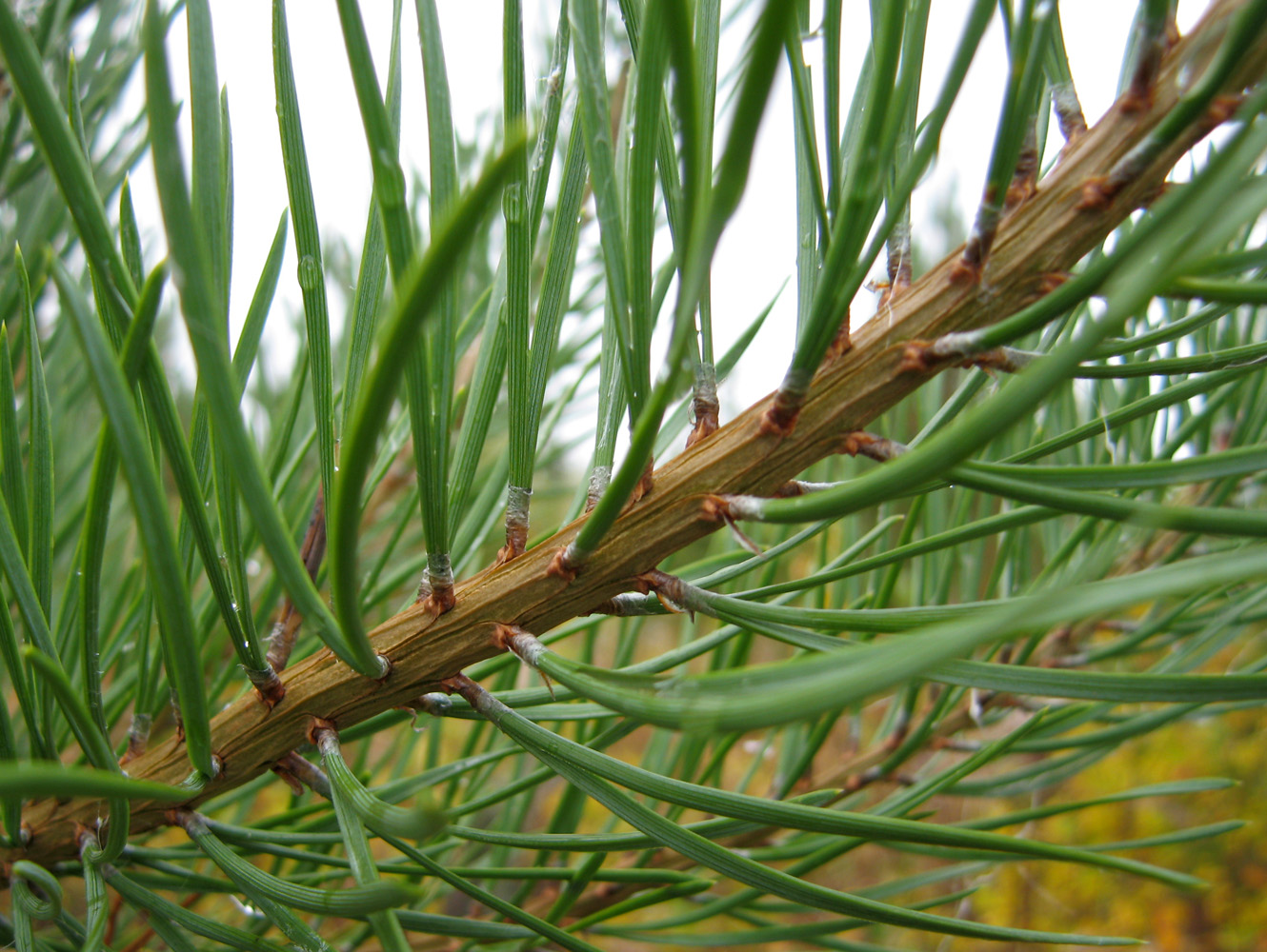 Изображение особи Pinus sylvestris.