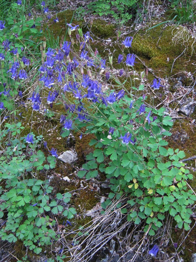 Image of Aquilegia aradanica specimen.