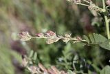 род Glycyrrhiza