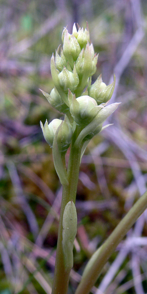 Image of Pyrola rotundifolia specimen.