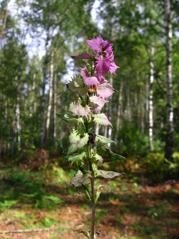 Image of Melampyrum nemorosum specimen.