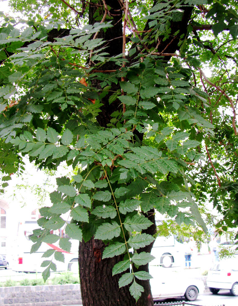 Image of Koelreuteria paniculata specimen.