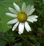 Leucanthemum vulgare. Соцветие. Курская обл., г. Железногорск, ур. Опажье. 26 июля 2006 г.