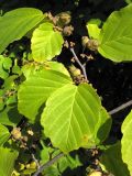 Hamamelis virginiana