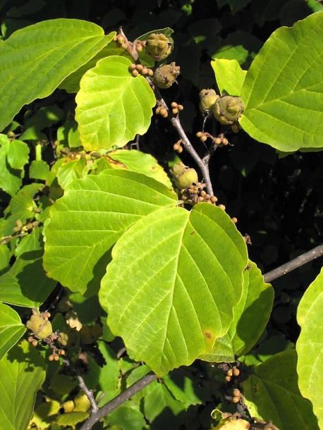 Image of Hamamelis virginiana specimen.