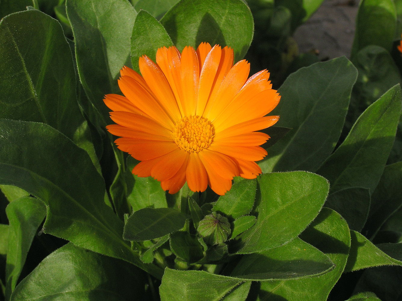 Изображение особи Calendula officinalis.