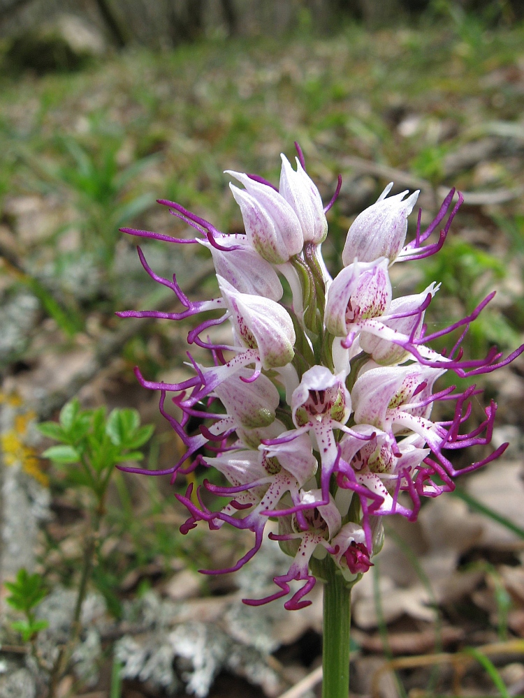 Image of Orchis simia specimen.