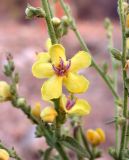 Verbascum gaillardotii. Цветок. Israel, Mount Carmel. 08.06.2008.