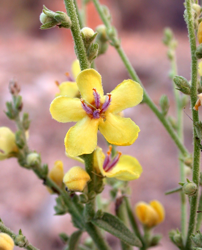 Изображение особи Verbascum gaillardotii.