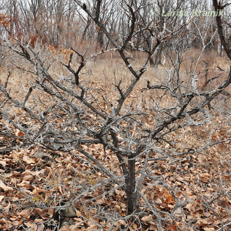 Image of Ulmus japonica specimen.