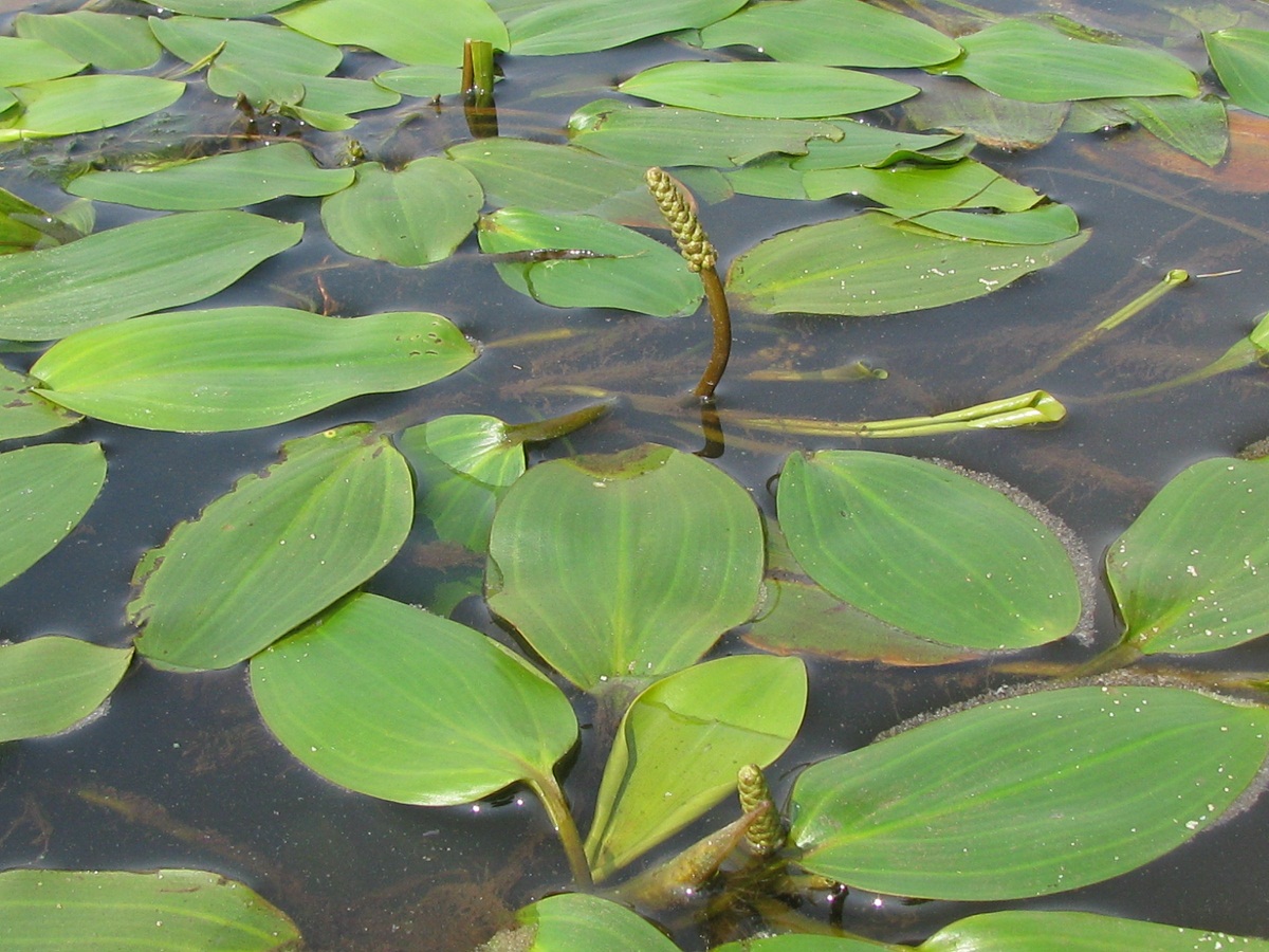 Image of Potamogeton nodosus specimen.