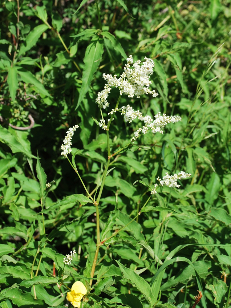 Изображение особи Aconogonon coriarium.