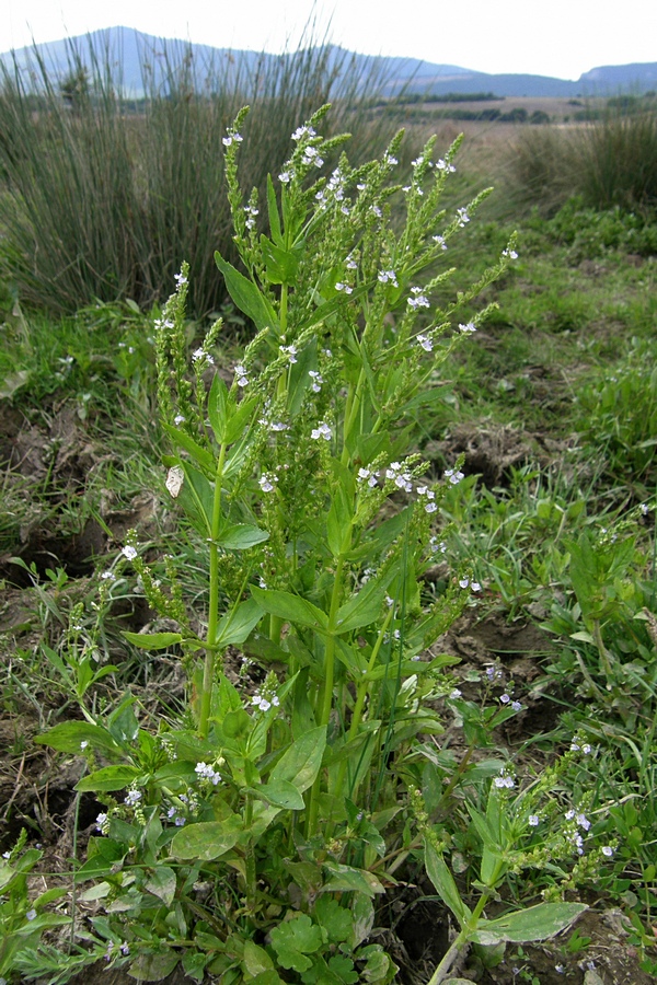 Image of Veronica anagallis-aquatica specimen.