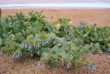 Mertensia maritima