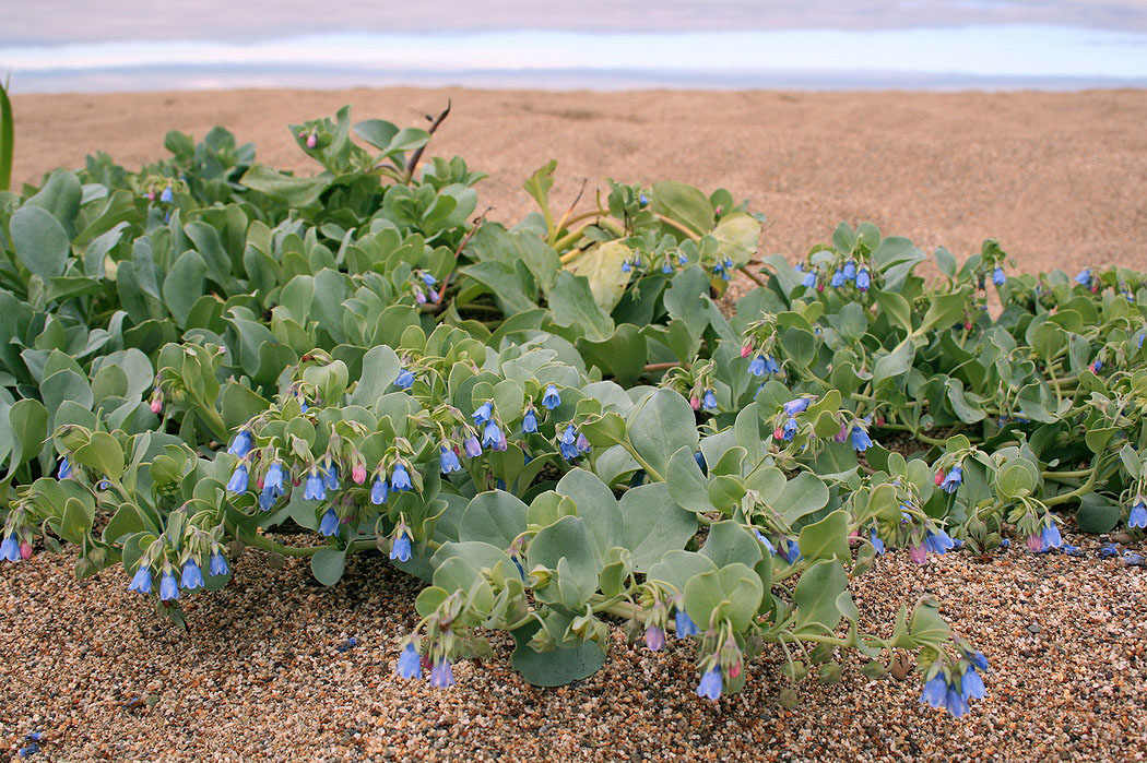 Image of Mertensia maritima specimen.