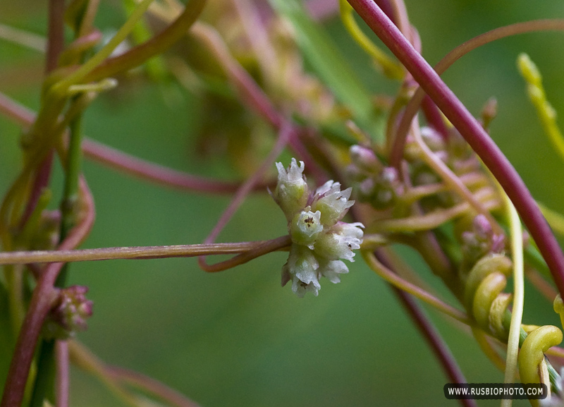 Image of Cuscuta europaea specimen.