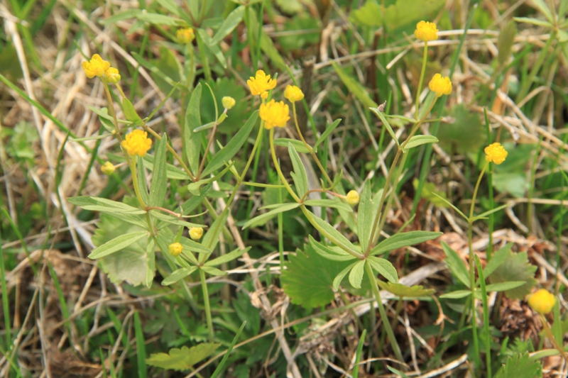 Изображение особи Ranunculus monophyllus.