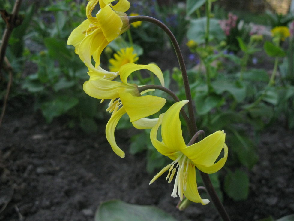 Изображение особи Erythronium tuolumnense.