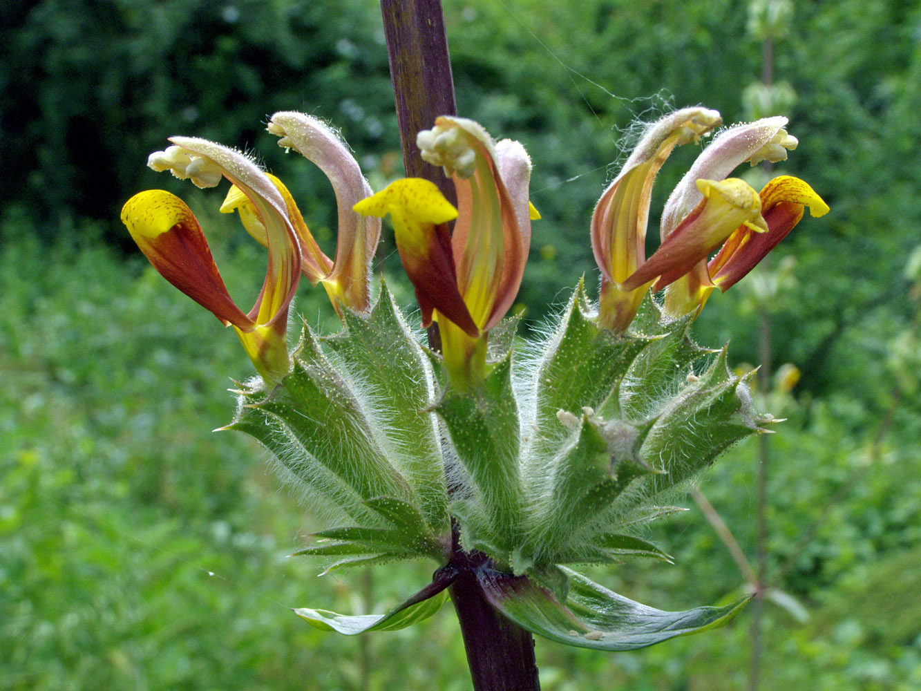 Image of Phlomoides hissarica specimen.