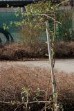 Exochorda racemosa. Верхняя часть растения, предназначенного для высадки в парке у школы. ('The bride'). Германия, г. Кемпен, хоздвор городской коммунальной службы. 27.03.2013.