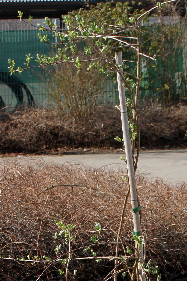 Image of Exochorda racemosa specimen.