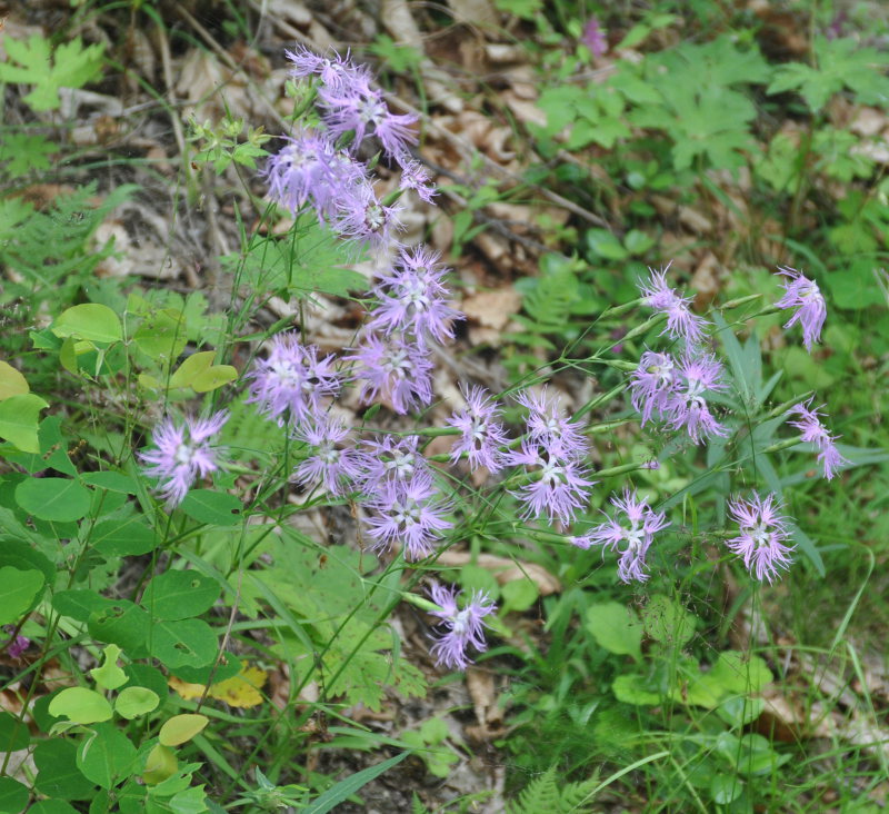 Image of Dianthus superbus specimen.