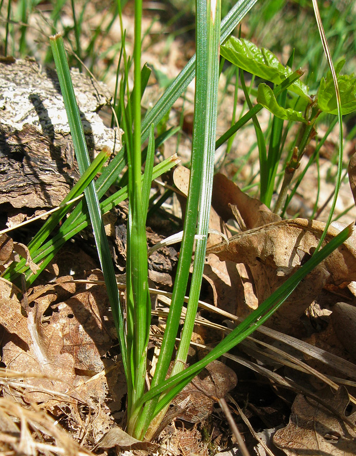 Изображение особи Carex michelii.