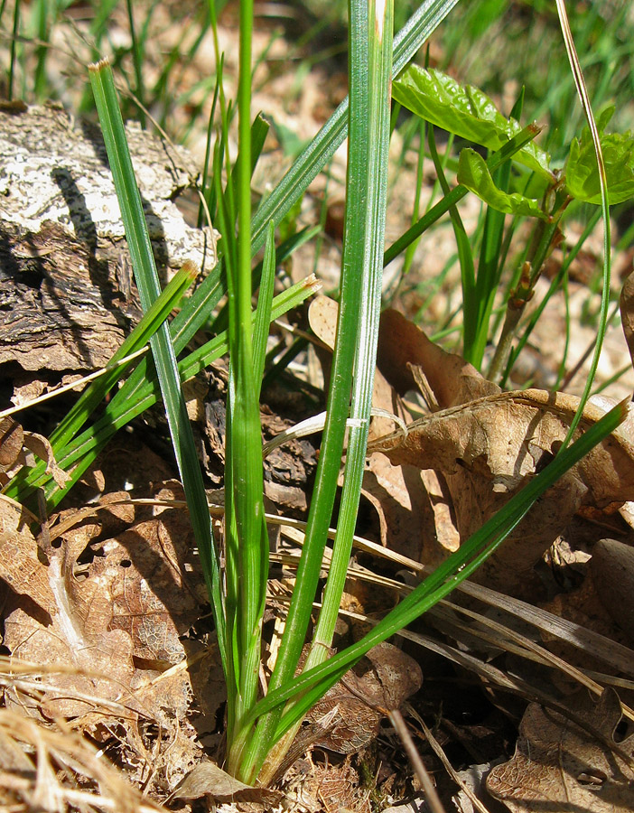 Image of Carex michelii specimen.