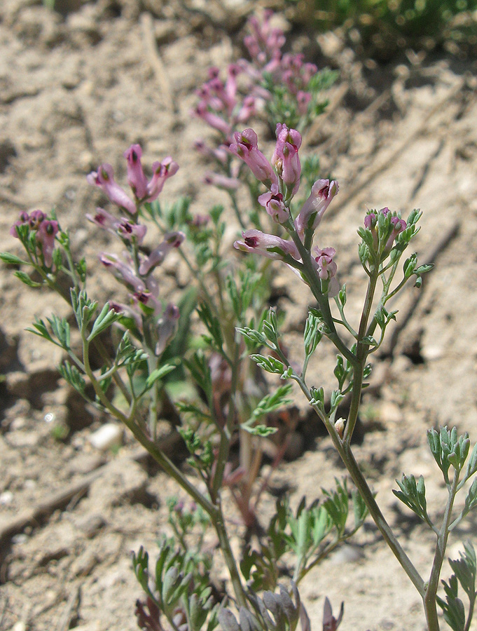 Image of Fumaria vaillantii specimen.