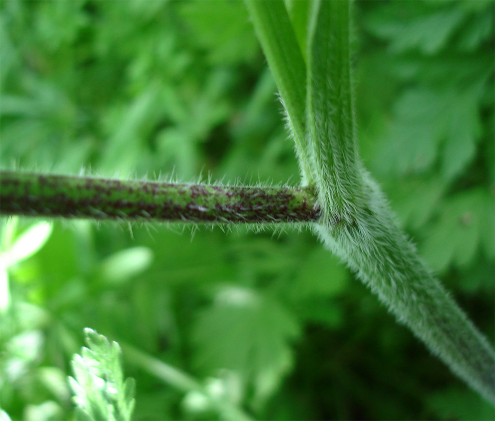 Image of Chaerophyllum temulum specimen.