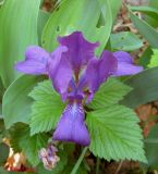 Iris hungarica