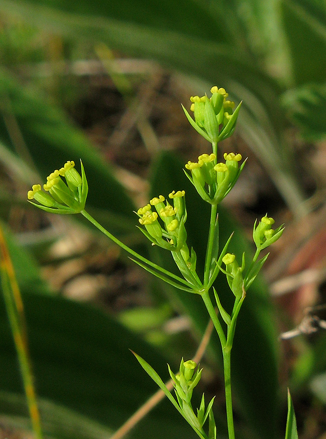 Image of Bupleurum gerardi specimen.