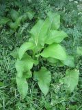genus Inula