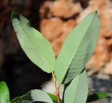 Salix arbuscula. Верхушка побега; видны листья с обратной стороны. Архангельская обл., Пинежский р-н, окр. Пинежского заповедника, на обнажении горной породы в карстовом логу. 21.06.2013.