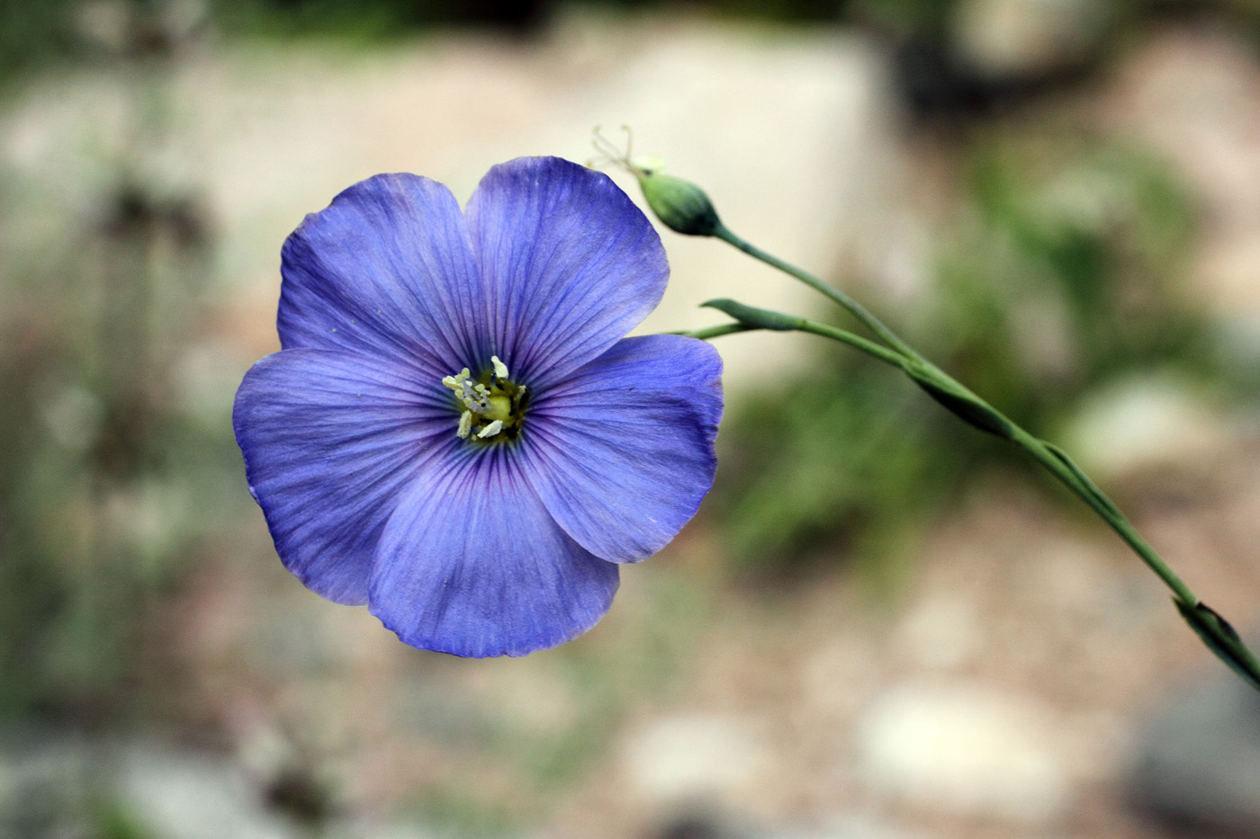Image of Linum macrorhizum specimen.