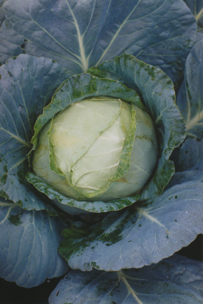 Изображение особи Brassica oleracea var. capitata.