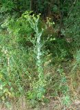 Bupleurum rotundifolium