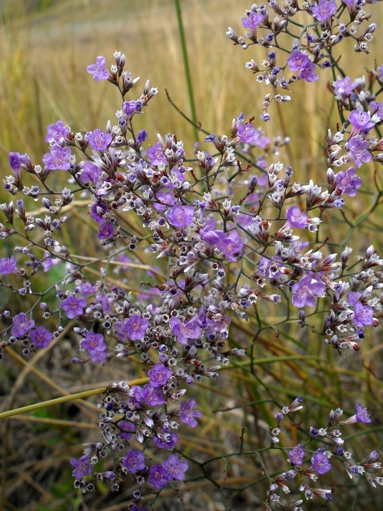 Изображение особи Limonium bungei.