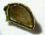 Image of taxon representative. Author is Семён Бежанский