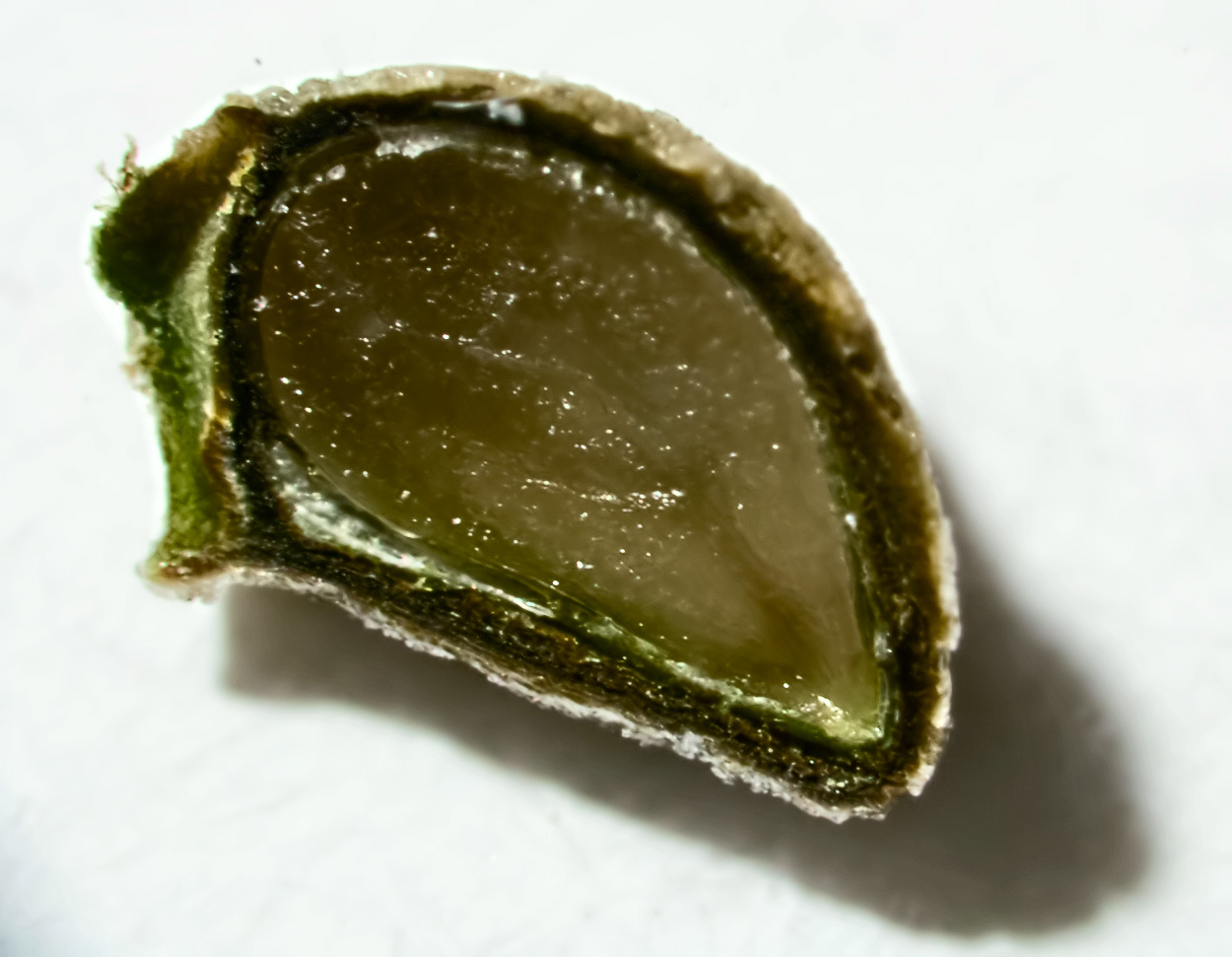 Image of Echium vulgare specimen.